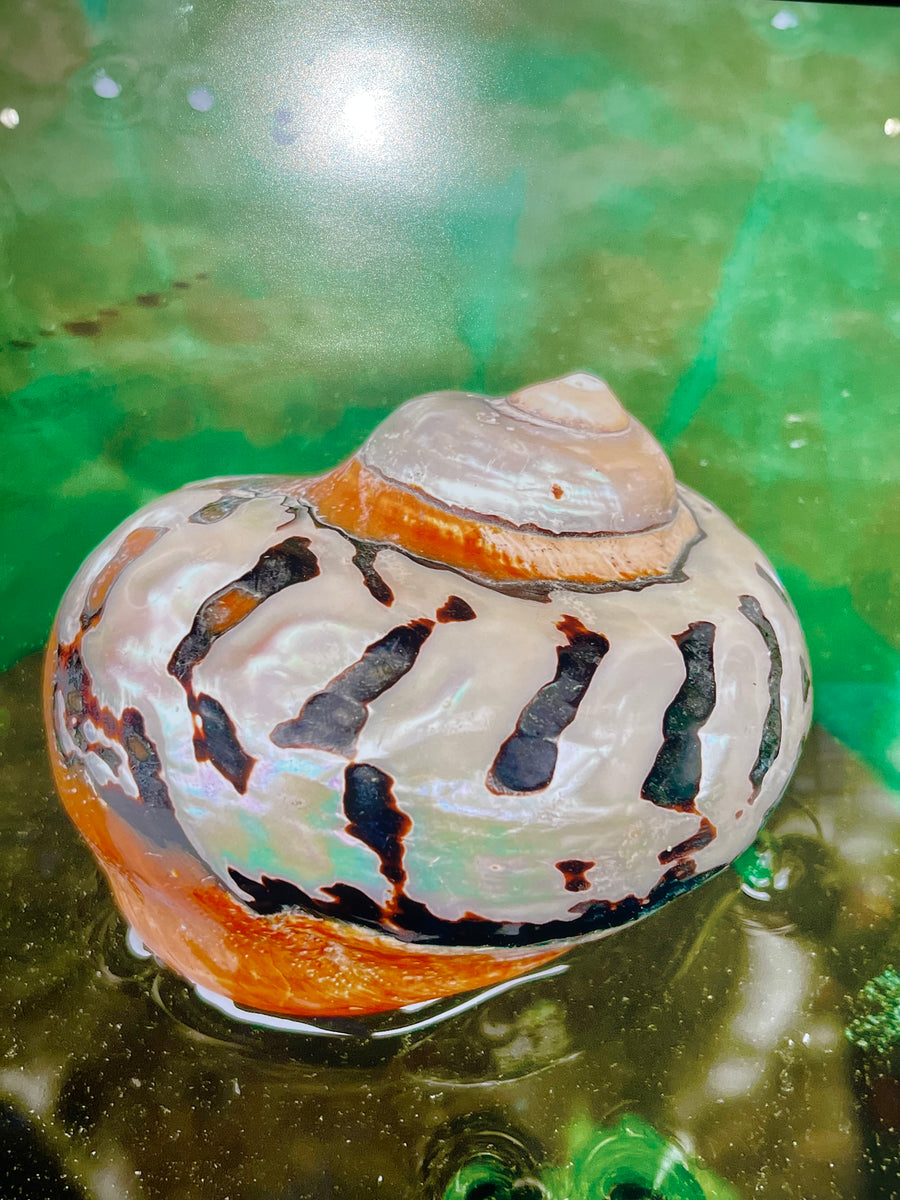 Middle