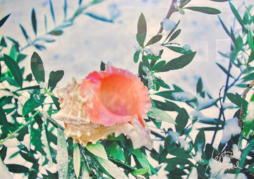 La rose