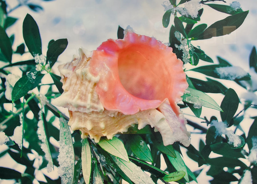 La rose