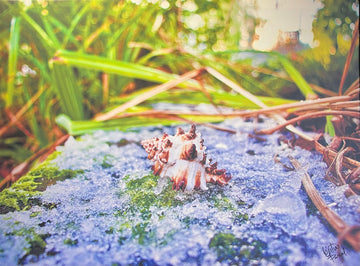 Naturae