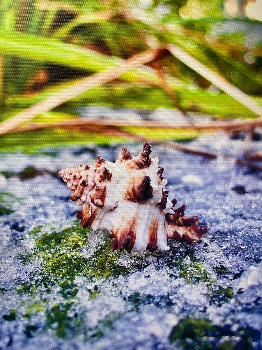 Naturae