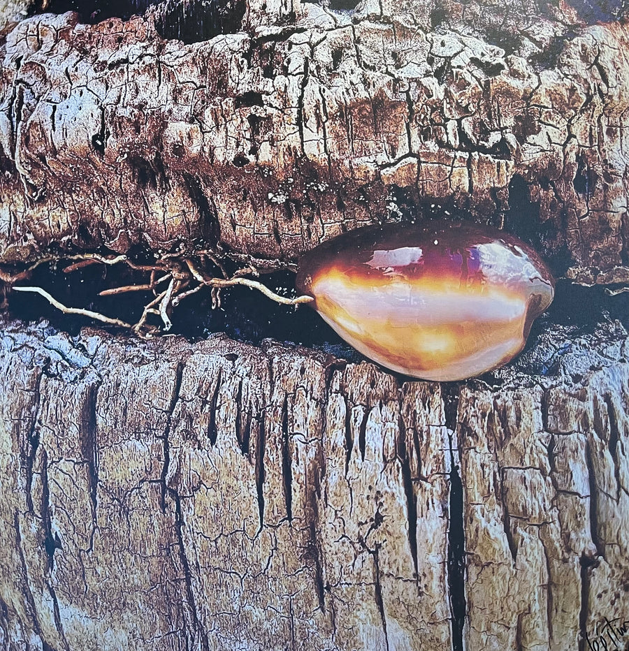 Écorce