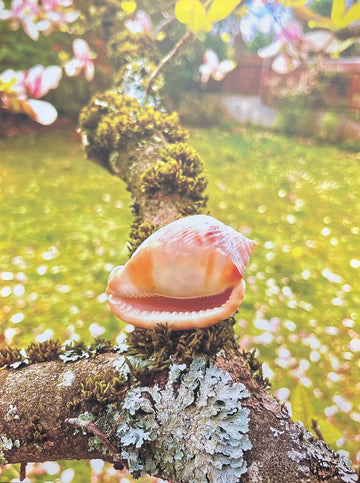 Spring